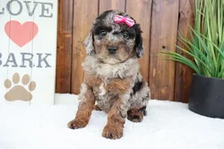 car_main_img_/media/ap_media/pets/WEDZUONICOQJ183816.webp.250x250_q85.webp