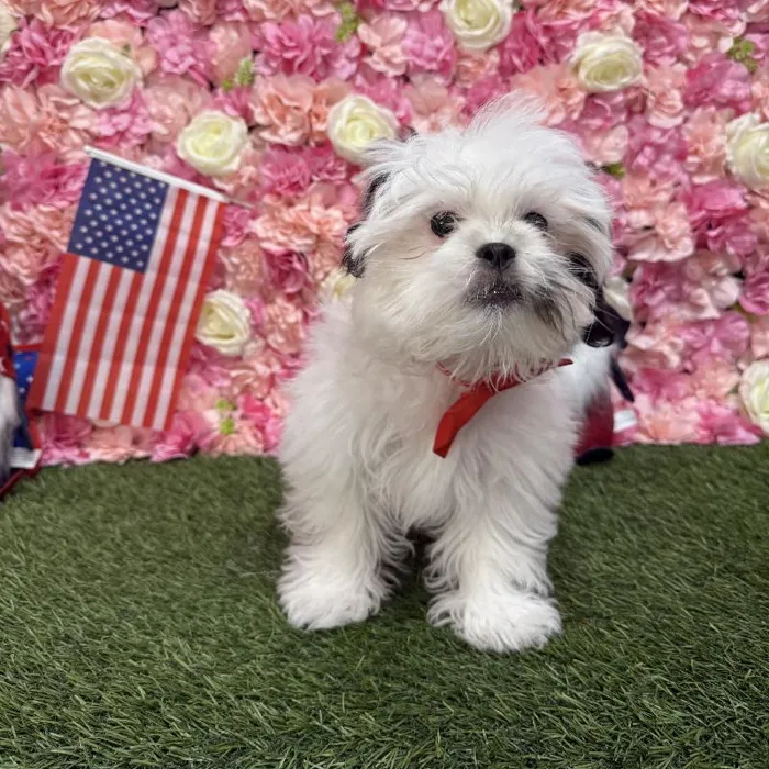 Male Malshi Puppy for Sale in Saugus, MA