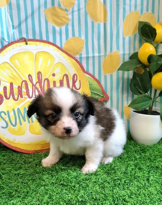 Male Papillon puppy named Romeo for sale at Pet Express Braintree.
