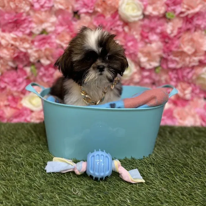 Male Shih Tzu Puppy for Sale in Saugus, MA