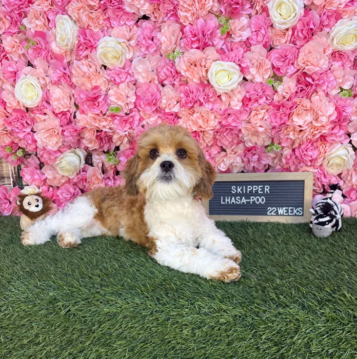 Male Lhasa-Poo puppy named Skipper for sale at Pet Express Saugus.