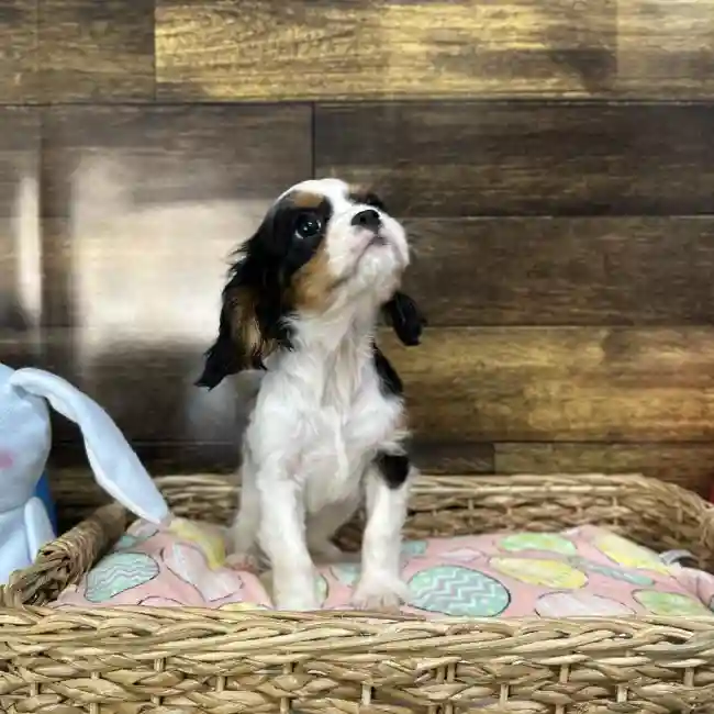 Female Cavalier King Charles Spaniel Puppy for Sale in Saugus, MA