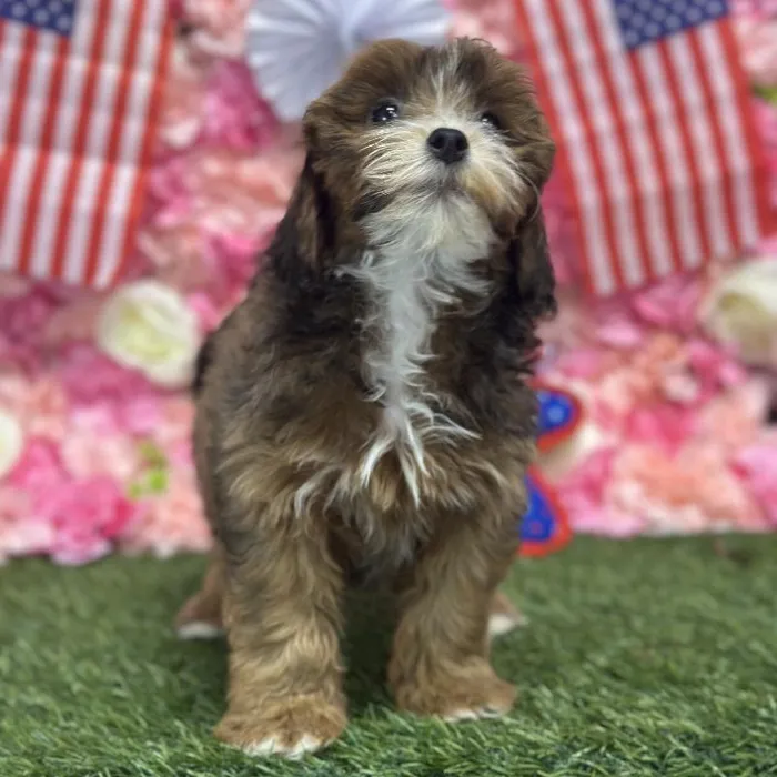 Female Lhasa-Poo Puppy for Sale in Saugus, MA
