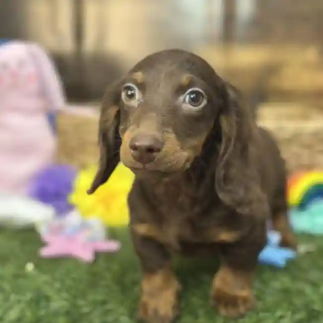 Male Dachshund Puppy for Sale in Saugus, MA