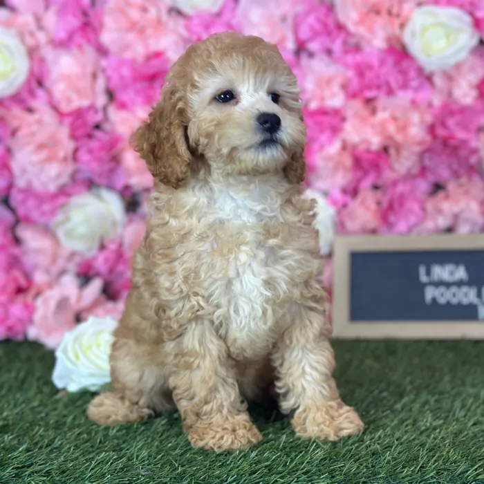 Female Poodle (Mini) puppy named Linda for sale at Pet Express Saugus.