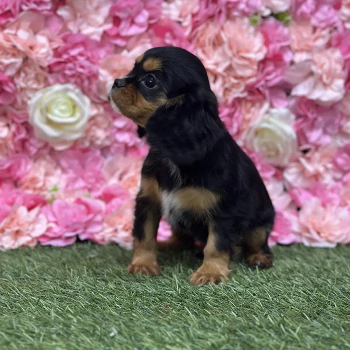 Female Cavalier King Charles Spaniel Puppy for Sale in Braintree, MA