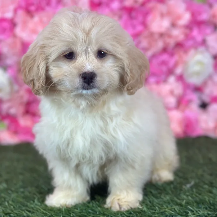 Female Peke A Poo puppy named Reba for sale at Pet Express Saugus.