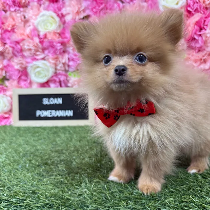 Male Pomeranian puppy named Sloan for sale at Pet Express Braintree.