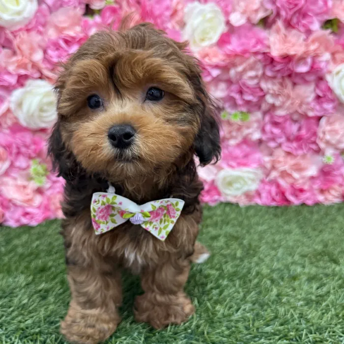 Male Lhasa-Poo Puppy for Sale in Braintree, MA