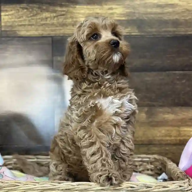 Female Cockapoo Puppy for Sale in Saugus, MA