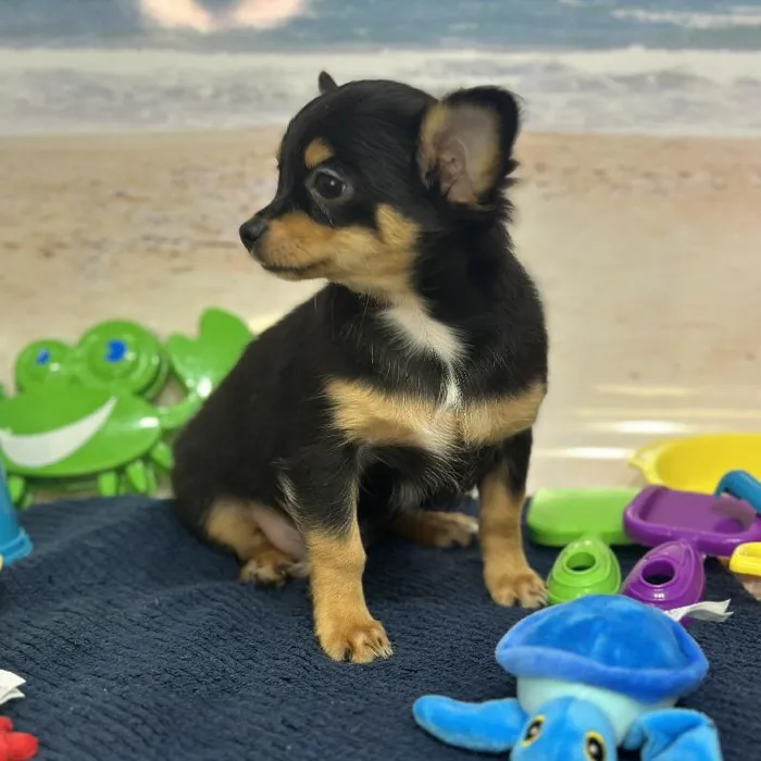 Male Chihuahua Puppy for Sale in Saugus, MA