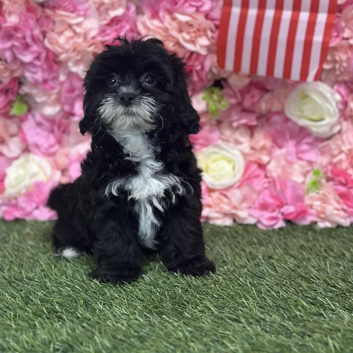 Female Lhasa-Poo Puppy for Sale in Saugus, MA