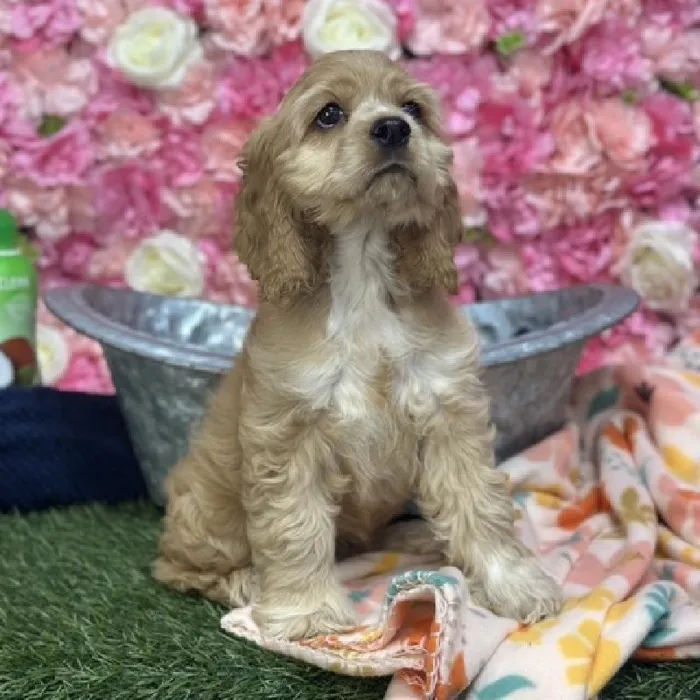 Female Cocker Spaniel Puppy for Sale in Saugus, MA