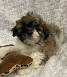 Female Malshi puppy named Pique for sale at Pet Express Braintree.
