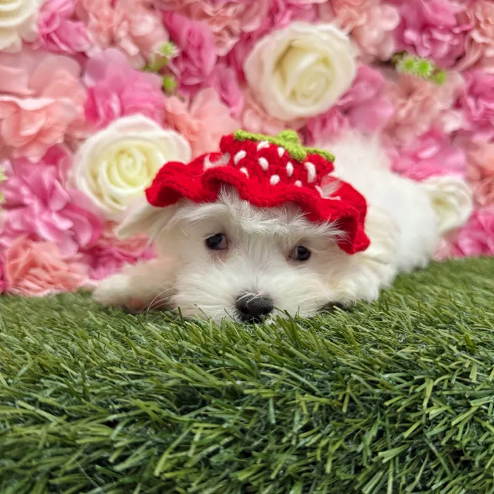Male Maltese Puppy for Sale in Braintree, MA