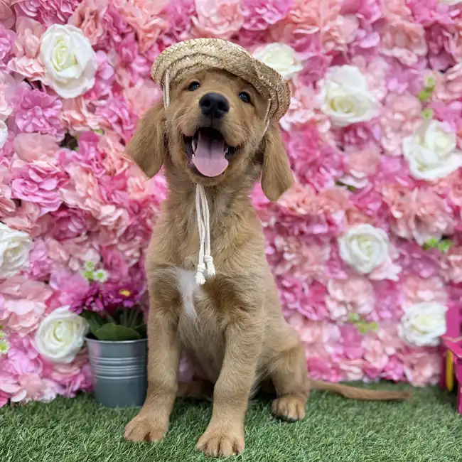 Male Golden Retriever Puppy for Sale in Braintree, MA
