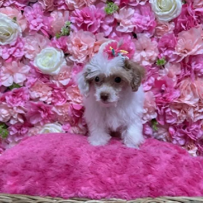 Female Poodle Toy Puppy for Sale in Saugus, MA
