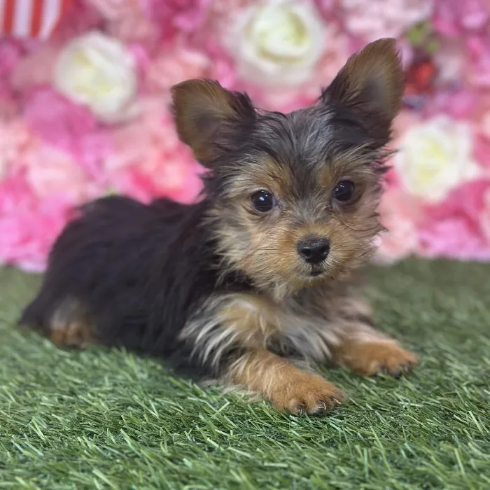Male Yorkshire Terrier Puppy for Sale in Saugus, MA