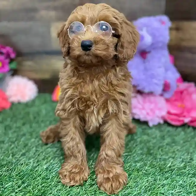 Male Mini Irishdoodle 2nd Gen Puppy for Sale in Braintree, MA