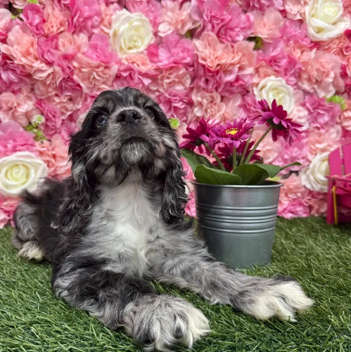 Male Cocker Spaniel Puppy for Sale in Braintree, MA