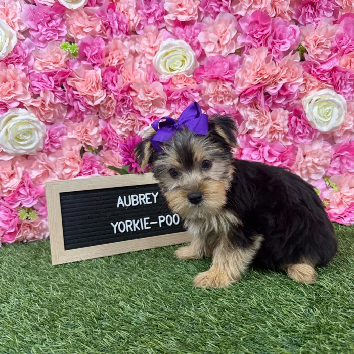 Female Yorkie-Poo 2Nd Gen puppy named Aubrey for sale at Pet Express Braintree.