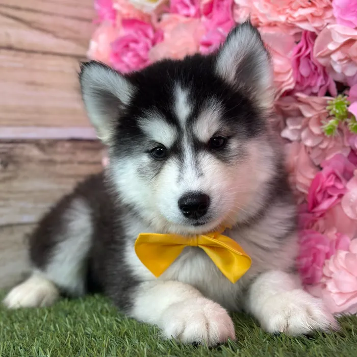Male Siberian Husky puppy named Ramon for sale at Pet Express Saugus.