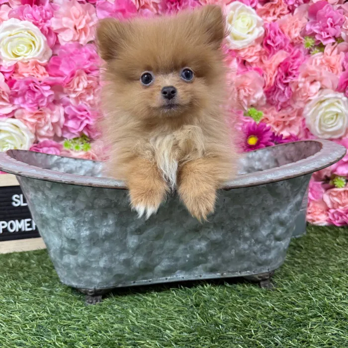 Male Pomeranian puppy named Sloan for sale at Pet Express Braintree.