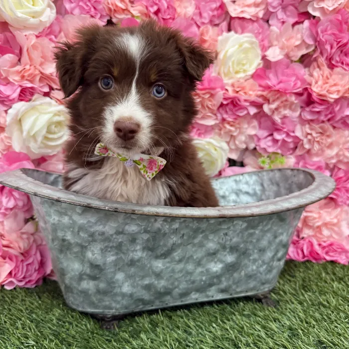 Male Miniature Australian Shepherd Puppy for Sale in Braintree, MA