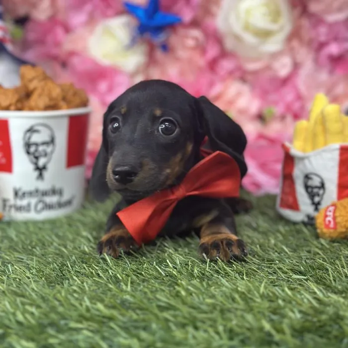 Male Dachshund Puppy for Sale in Saugus, MA