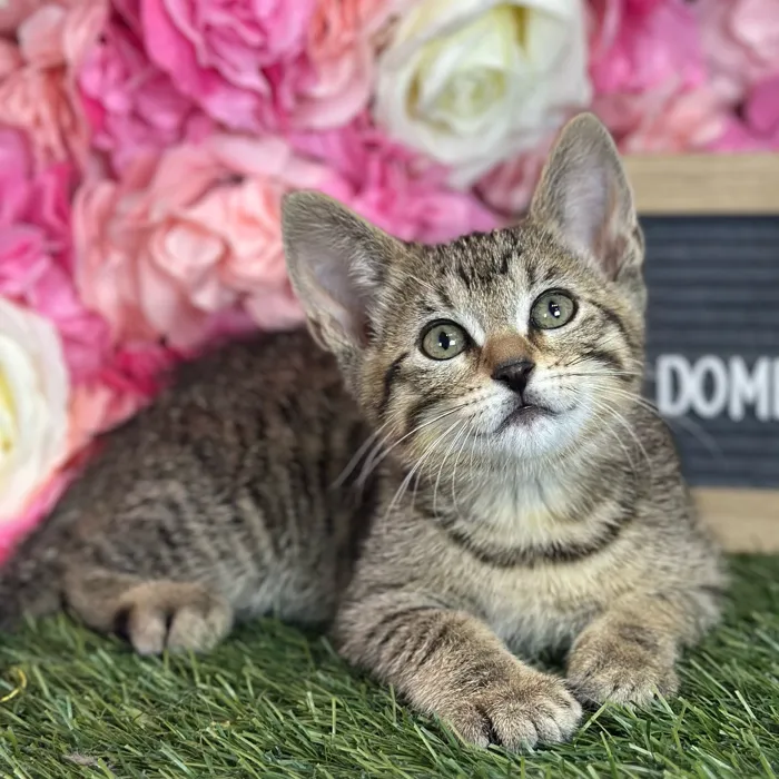 Female Domestic Short Hair kitten named Dinah for sale at Pet Express Saugus.