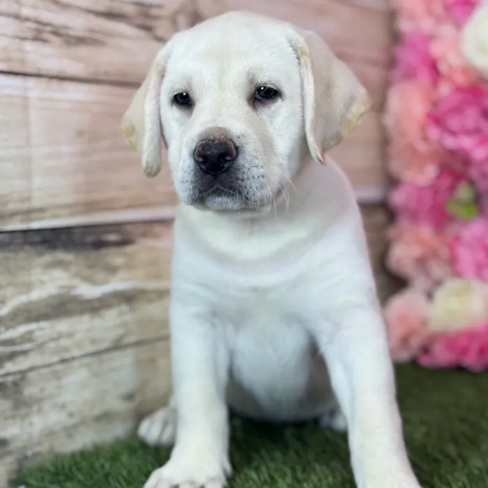 Female Labrador Retriever puppy named Luna for sale at Pet Express Saugus.