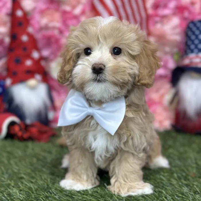 Male Malti-Poo Puppy for Sale in Saugus, MA