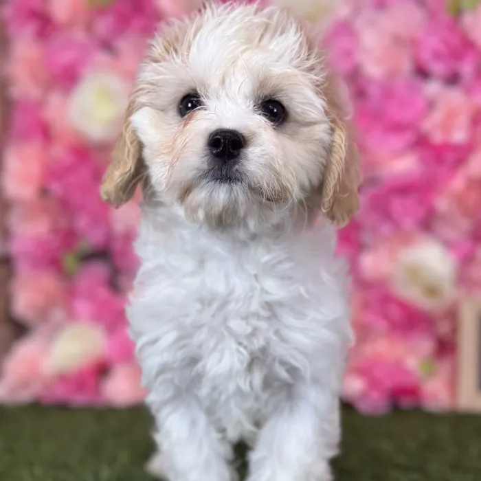 Female Cavachon puppy named Gallina for sale at Pet Express Saugus.