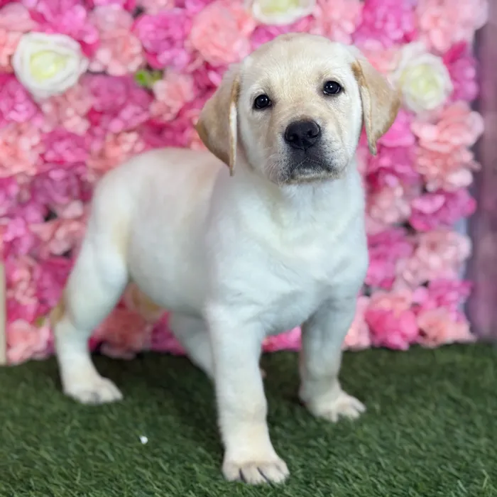 Female Labrador Retriever puppy named Celina for sale at Pet Express Saugus.