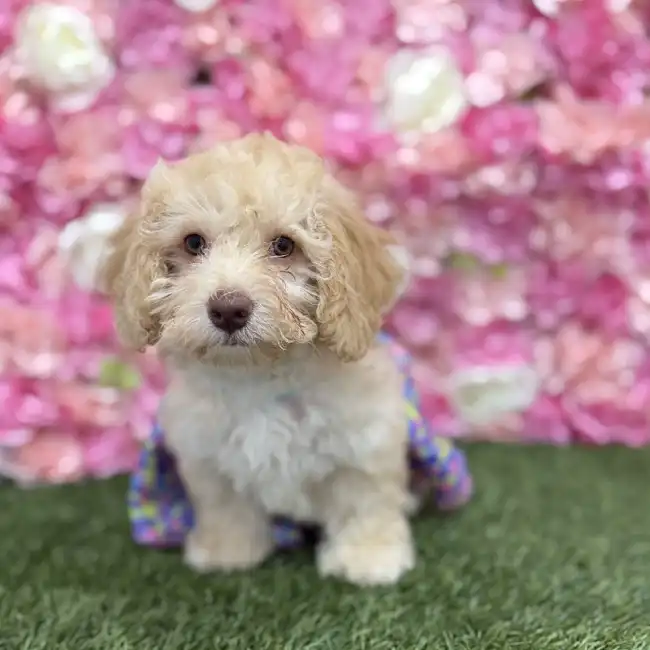 Female Mini NewfyPoo Puppy for Sale in Braintree, MA