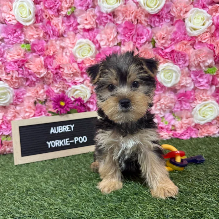 Female Yorkie-Poo 2Nd Gen puppy named Aubrey for sale at Pet Express Braintree.