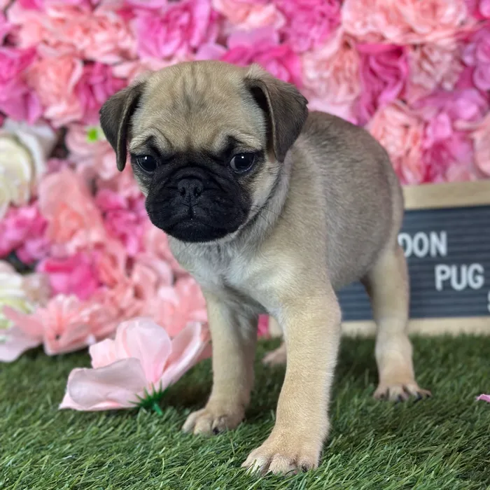Male Pug puppy named Don for sale at Pet Express Saugus.