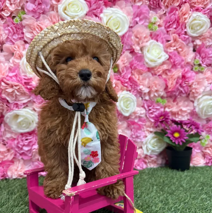 Male Poodle Moyen (Medium) Puppy for Sale in Braintree, MA
