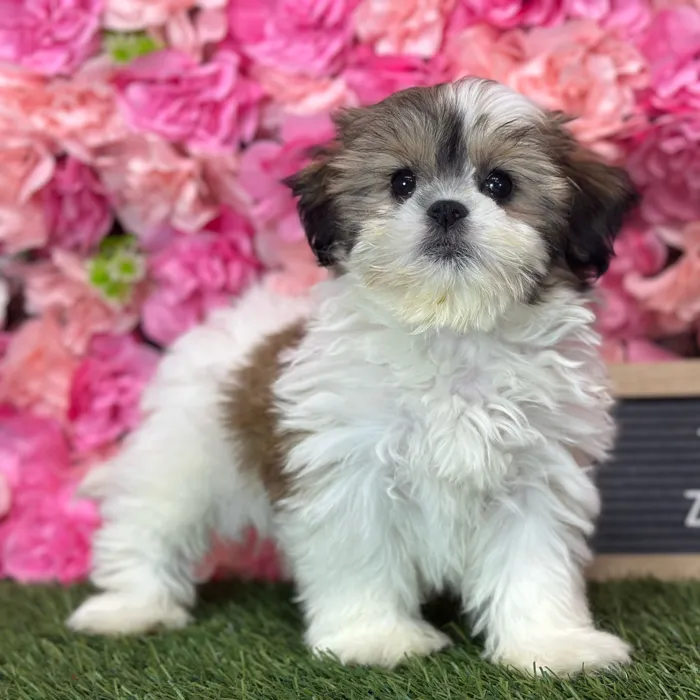 Female Teddy Bear (Zuchon) puppy named Tortuga for sale at Pet Express Saugus.