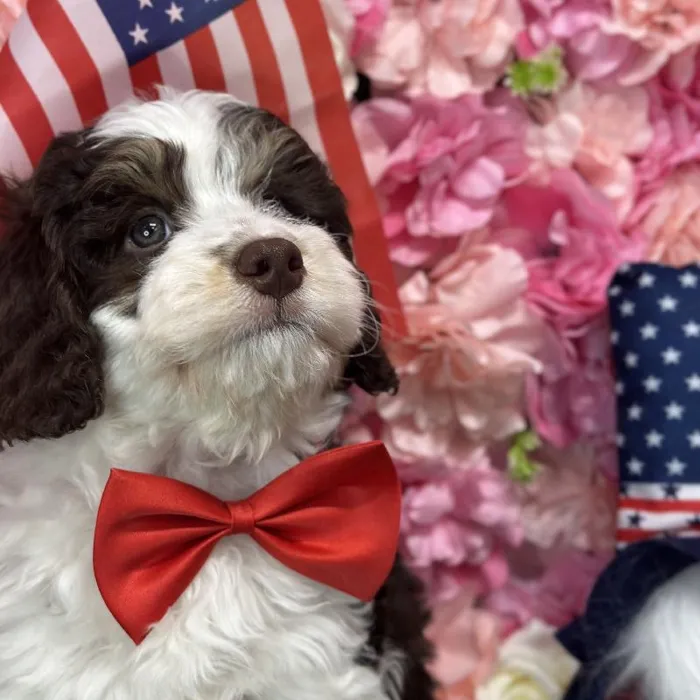 Male Mini Bernedoodle 2nd Gen Puppy for Sale in Saugus, MA