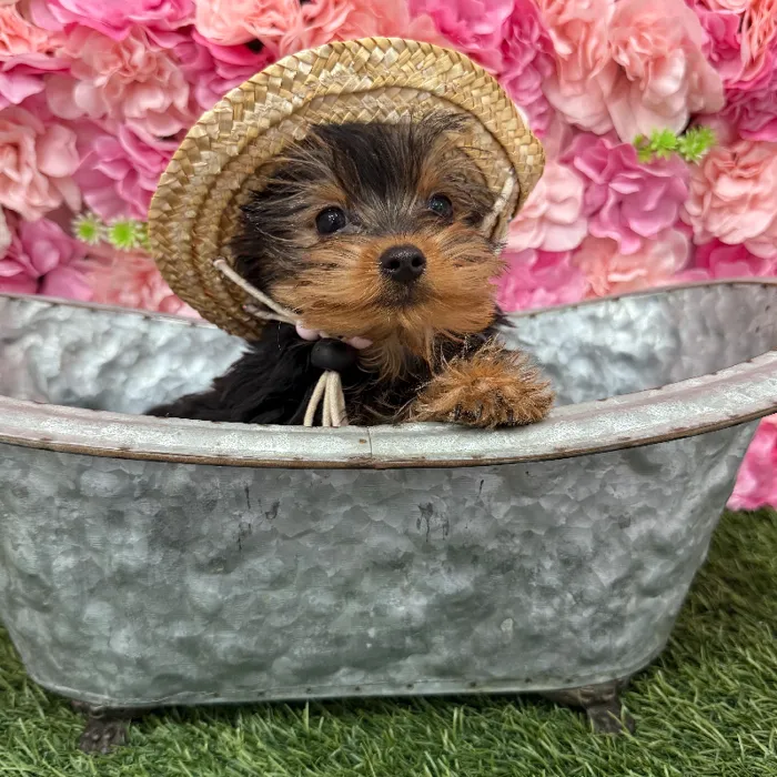Male Yorkshire Terrier Puppy for Sale in Braintree, MA