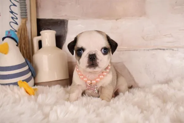 Female Pug puppy named Dianne for sale at Pet Express Saugus.