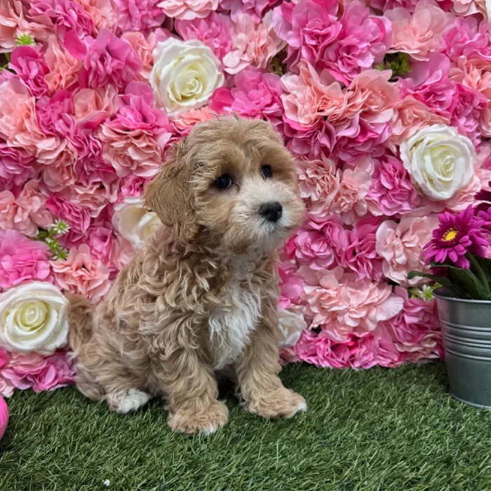 Male Malti-Poo Puppy for Sale in Braintree, MA