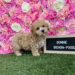 Female Bichon-Poodle puppy named Bonnie for sale at Pet Express Braintree.