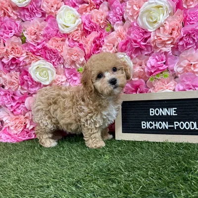 Female Bichon-Poodle puppy named Bonnie for sale at Pet Express Braintree.