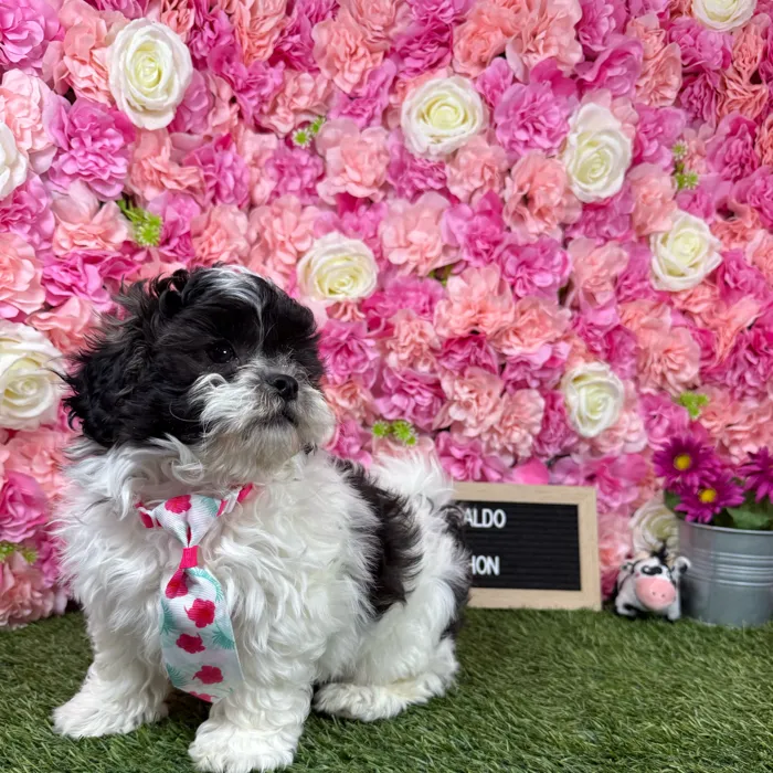Male Teddy Bear (Zuchon) puppy named Ronaldo for sale at Pet Express Braintree.
