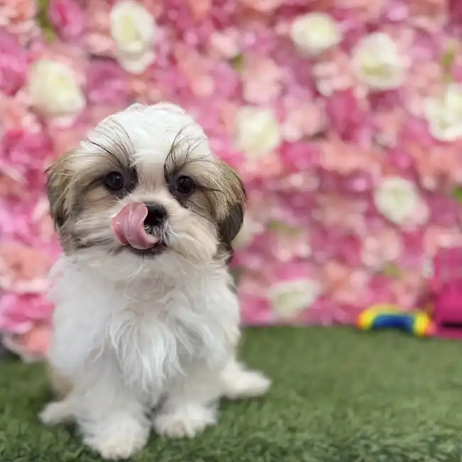 Male Shih Tzu Puppy for Sale in Braintree, MA