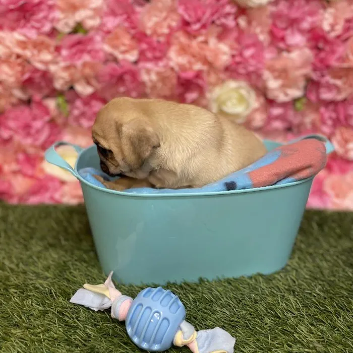 Male Pug Puppy for Sale in Saugus, MA