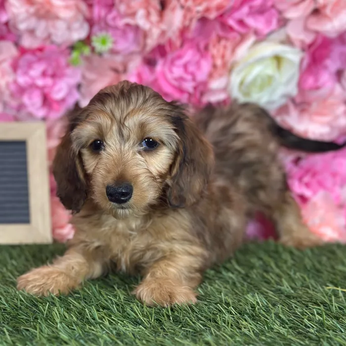 Male Dachshund puppy named Fuego for sale at Pet Express Saugus.