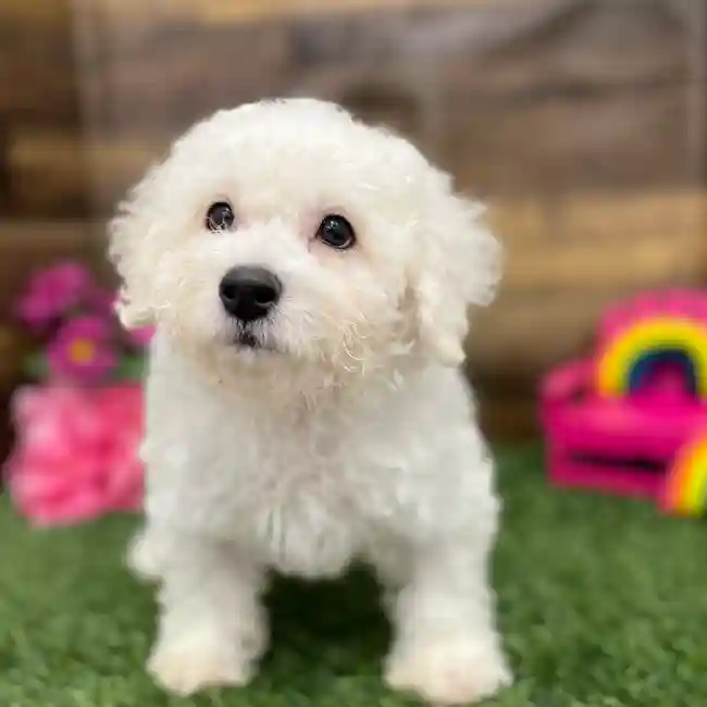 Male Bichon Frise Puppy for Sale in Braintree, MA